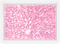 Черен дроб на контролно животно; запазена хистологична структура. Оцветяване с XE; увеличение x16.